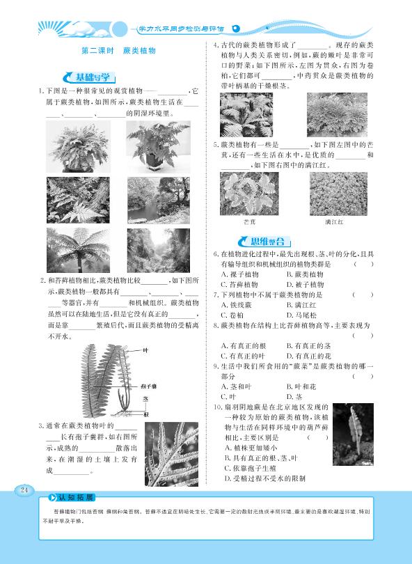 22.3 植物的主要类群-【学力水平同步检测与评估】2020-2021学年八年级下册初二生物（北师大版）