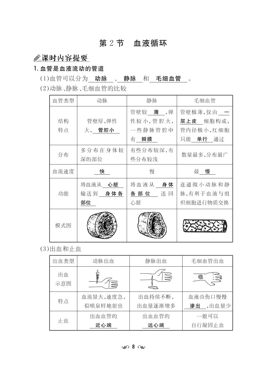 第9章 人体内的物质运输-【导与练】2022-2023学年七年级下册初一生物同步练案记忆锦囊（北师大版）