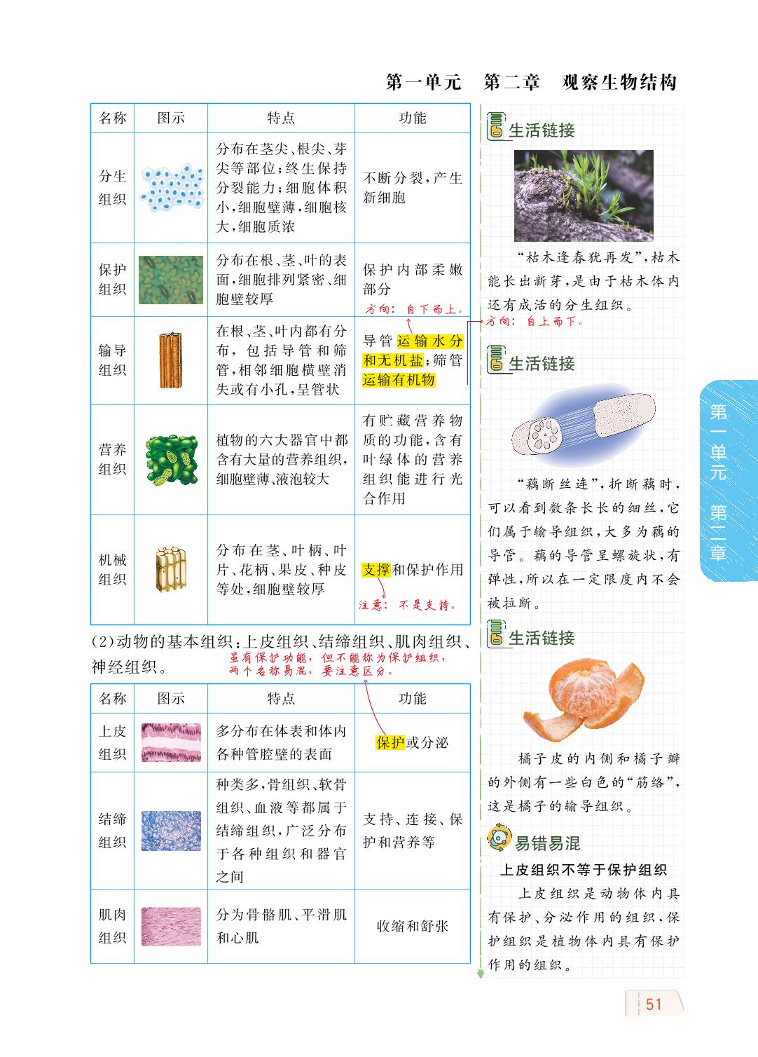 1.2.2 细胞的分裂与分化-【教材解读】2023秋七年级上册初一生物（济南版)