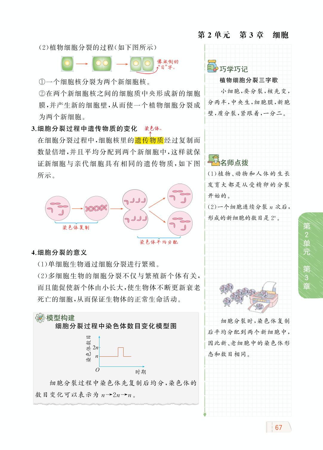 2.3.3 细胞通过分裂而增殖-【教材解读】2023秋七年级上册初一生物（北师大版)