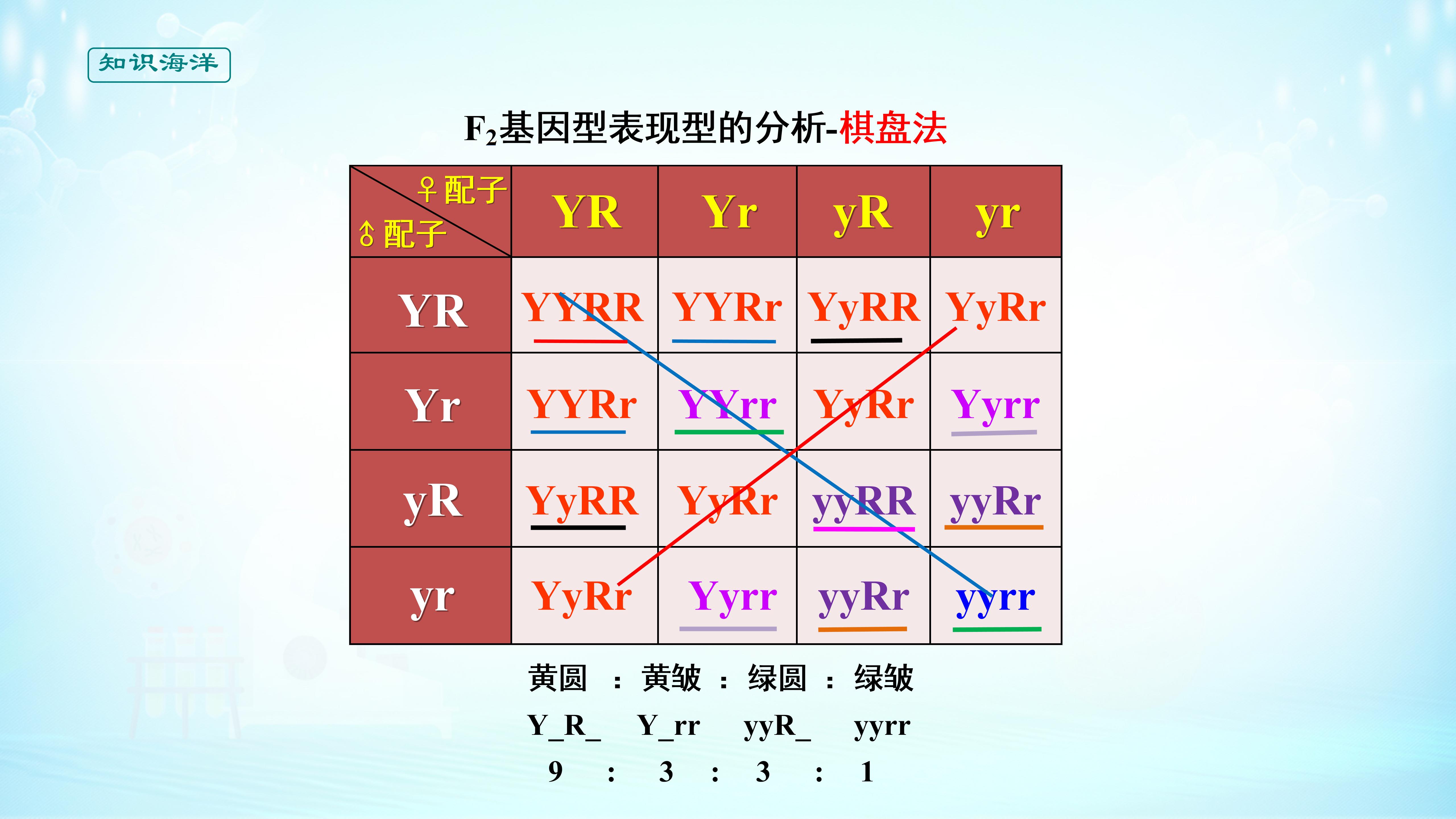 课件 1.2 孟德尔的豌豆杂交实验（二）（2）-高中生物必修2(新教材同步课件) (共16张PPT)