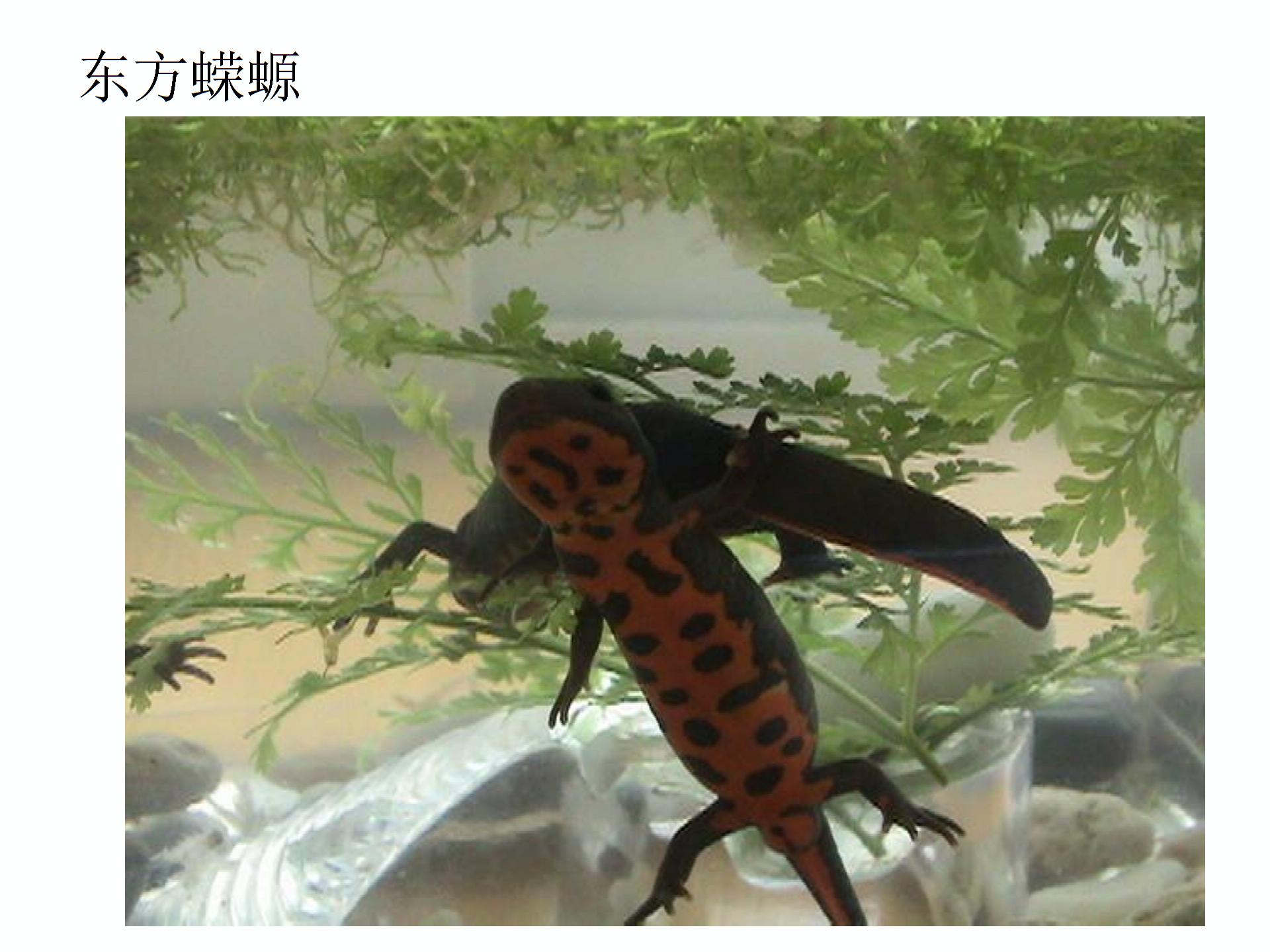人教版高中生物必修一课件：3.3  细胞核──系统的控制中心 (共15张PPT)