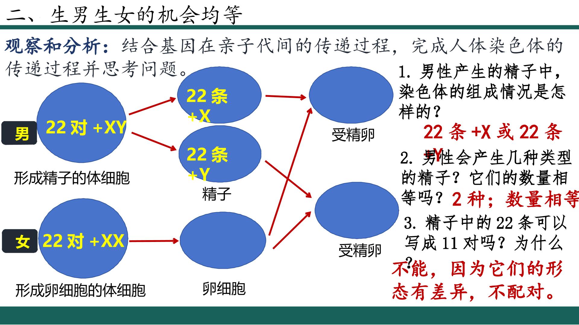 7.2.4 人的性别遗传-【精讲课】2024-2025学年八年级生物下学期同步备课课件（人教版）