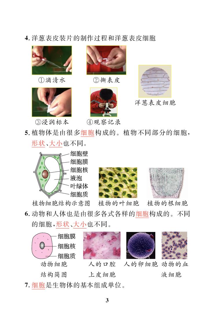 准备单元 水滑梯的秘密&第1单元 显微镜下的世界（知识梳理）-【黄冈名师·天天练】2025-2026学年六年级上册科学（大象版2017）