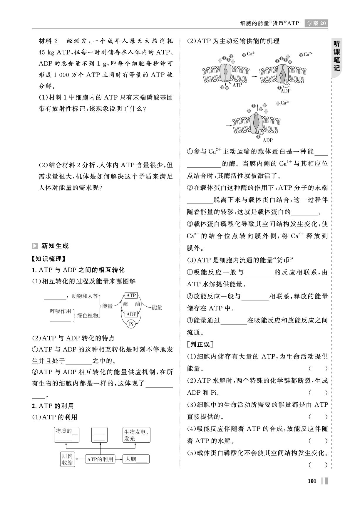 第5章 学案20 细胞的能量“货币“ATP-【智学校本学案】2025-2026学年高中生物必修1 分子与细胞（人教版）