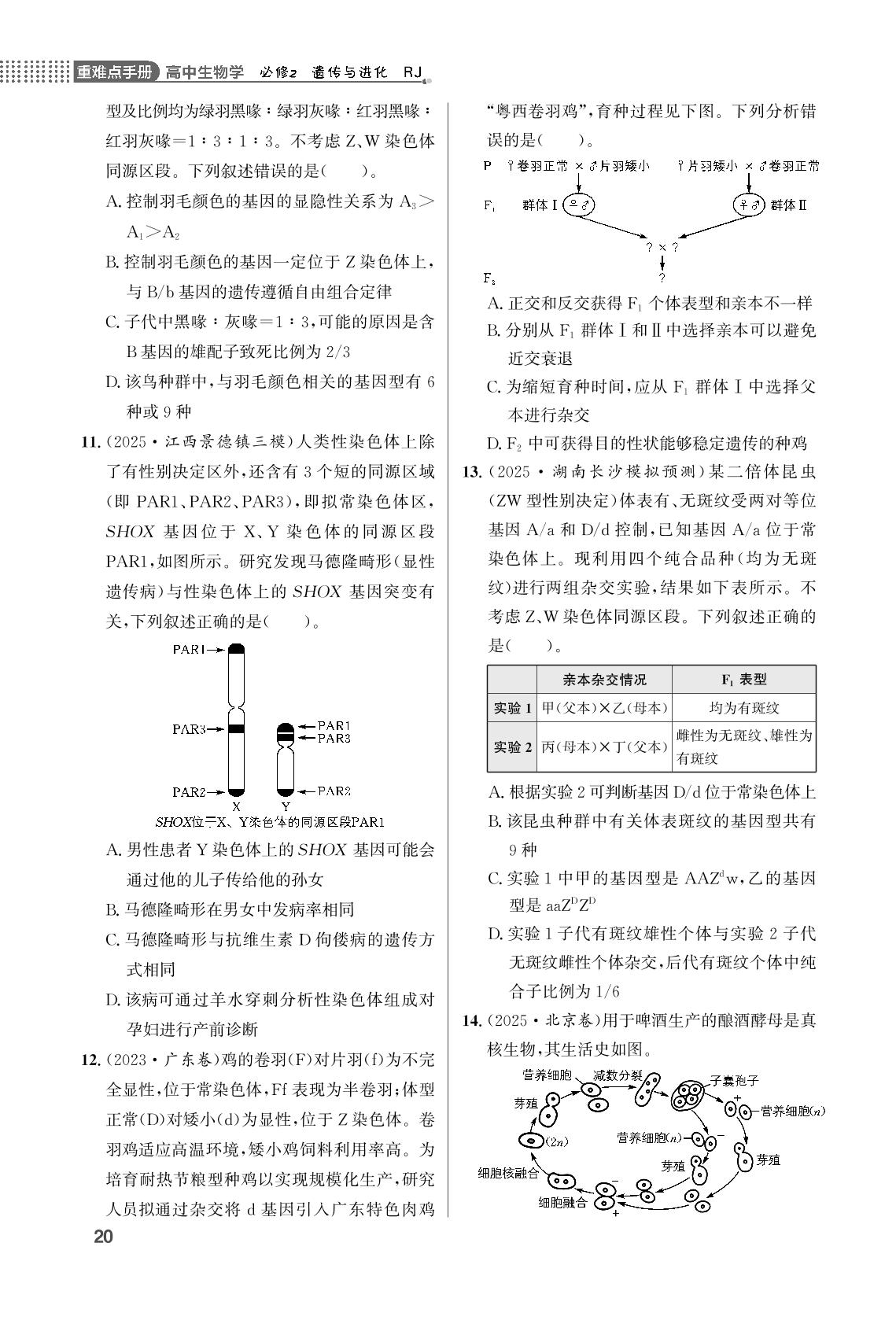 第2章 基因和染色体的关系单元学能测评-【重难点手册】2025-2026学年高中生物必修第二册同步练习册（人教版）