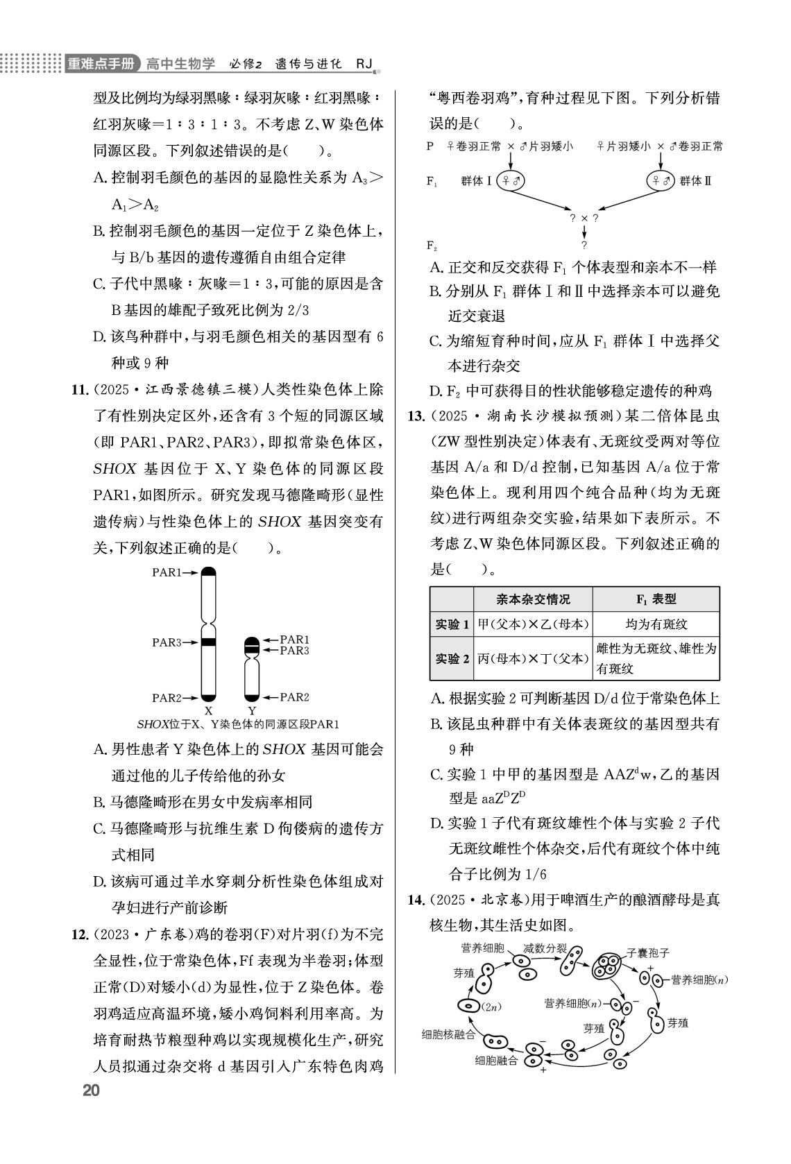 第2章 基因和染色体的关系单元学能测评-【重难点手册】2025-2026学年高中生物必修第二册同步练习册（人教版）
