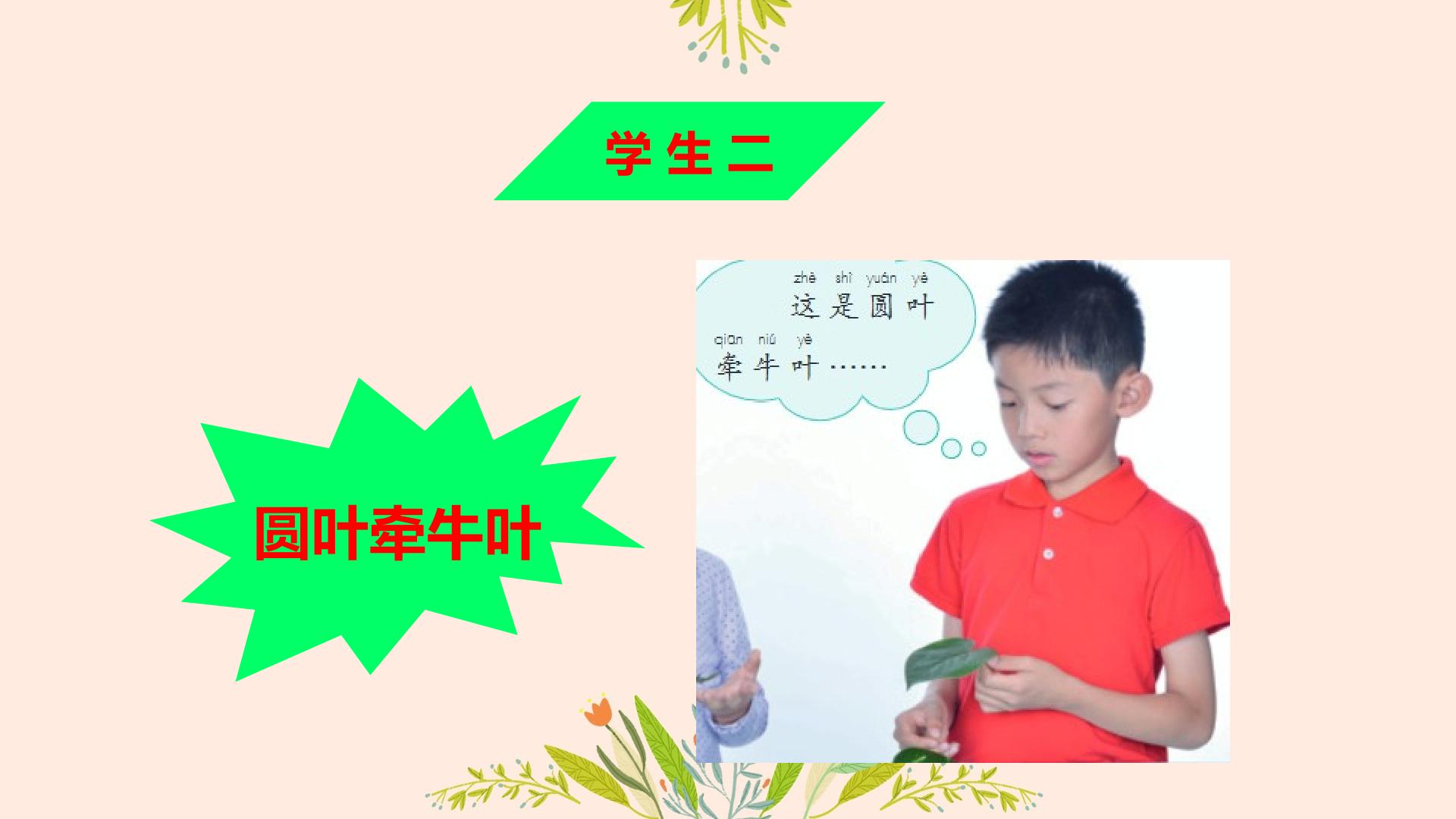 4 各种各样的叶（课件）-2025-2026学年人教鄂教版科学一年级下册