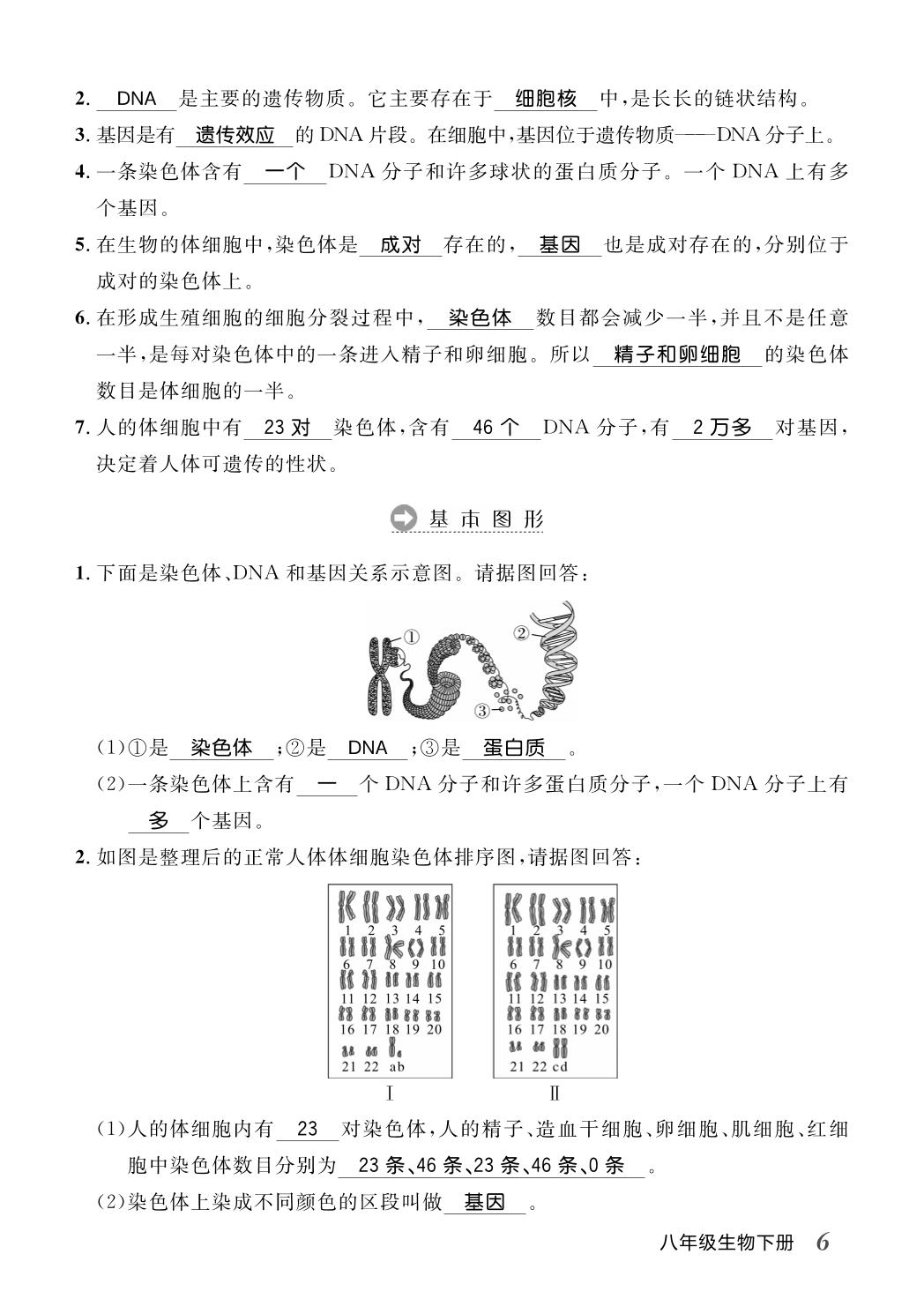 第2章 生物的遗传与变异（晨读手册）-【名师学案】2025-2026学年八年级下册生物分层进阶学习法（人教版·新教材）